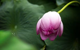 lotus bud on a background of green leaves