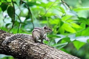 wild rodent in the forest