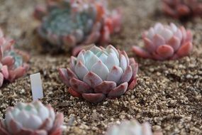 cute fleshy plants close-up