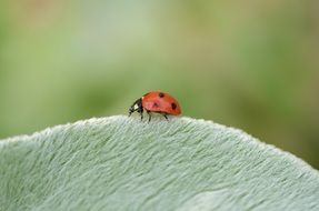 Macro photo of the bug in summer