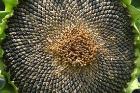 sunflower seed head with ripe seeds close up