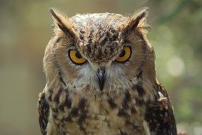 owl with yellow eyes looking straight