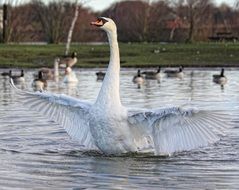 White swan on the lake among other birds