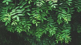 tropical green foliage
