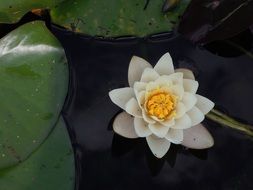 water lily white