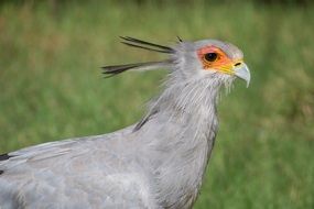 grey crane in wildlife