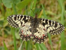 Beautiful colorful butterfly on the grass