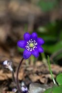 blue hepatica on the forest cover