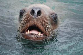 sea lion head in water