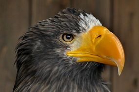 eagle bird symbol of wildlife