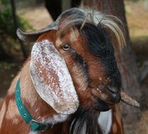 Portrait of the cute and beautiful farm billygoat