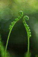 two new fern leaves side by side, green background