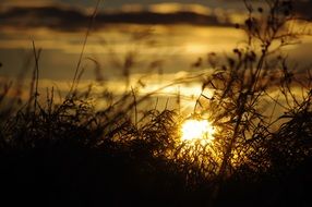 setting sun in the grass