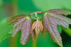 red green tree leaf maple