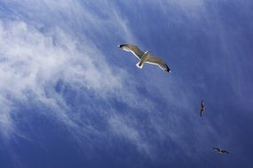 wild seagulls flying in sky