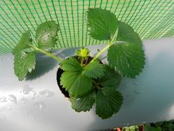 strawberry seedlings