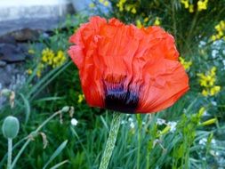 Red poppy in the garden in summer