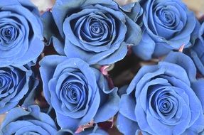 bouquet of blue roses close-up