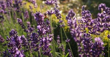 purple bloom of mountain lavender