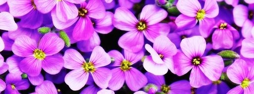 beautiful and delightful purple flowers