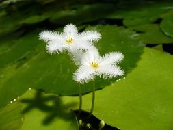 two fluffy buds of aquatic plants
