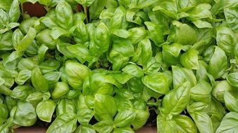 bright leaves of green basil