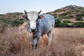 grey cattle on yellow meadow