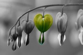 one green flower among the colorless