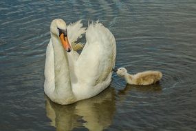 Swan and chick swim
