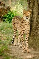 graceful leopard in Africa