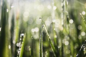 drops of water on the grass in the early morning