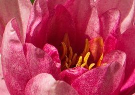 bright pink water lily close up