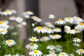 daisies meadow