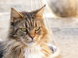 cute fluffy kitten with white mustache on a blurred background