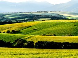 Fields of yellow flowers in Slovakia