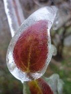 frozen burgundy leaf close-up on blurred background