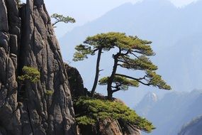 green trees on the slope of Huangshan Mountain, China