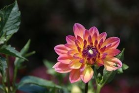dahlia on a stem on a bush