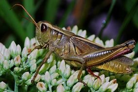 closeup photo of grasshopper on a plant flower
