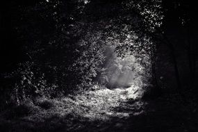 creepy dark path in the forest