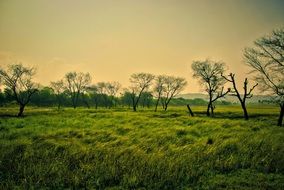 green scenery landscape