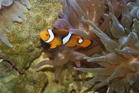 impressive clown fish nemo