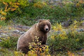 brown grizzly bear in the wild in alaska