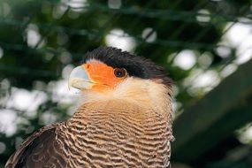 predatory caracara at the zoo