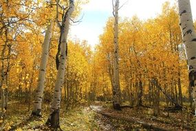 beautiful and delightful autumn forest