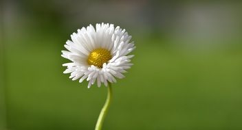 Lush white daisy on a stalk on a blurred background