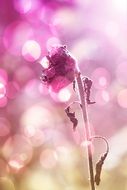 flower in the sun