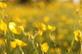 yellow wild flowers field