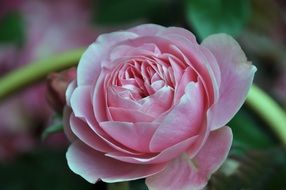 lush pink rose garden close up