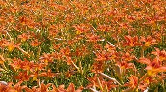 orange lily fields